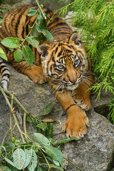 a tiger cub sitting on top of a rock next to some green leaves and branches