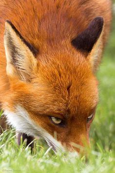 a close up of a fox in the grass