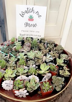 there are many succulents in the potted planter on the table