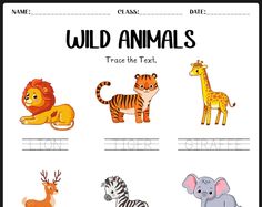 wild animals trace the text for kids to practice their handwriting and spelling skills with this free printable worksheet