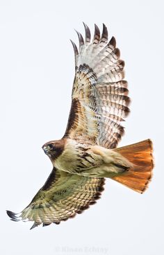 a bird flying through the air with its wings spread