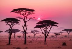 the sun is setting behind some trees in the savannah with pink and purple skies above