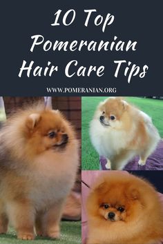 pomeranian hair care tips for dogs