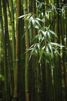 a bamboo tree with lots of green leaves