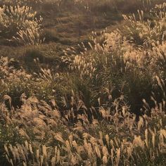 an animal standing in the middle of a grassy field