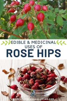 berries and leaves with the words edible & medical uses of rose hipss on them