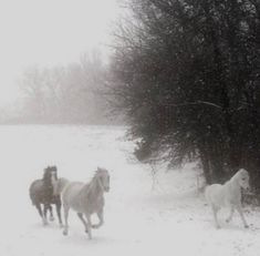 three horses running in the snow near some trees