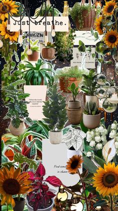 a collage of various plants and flowers