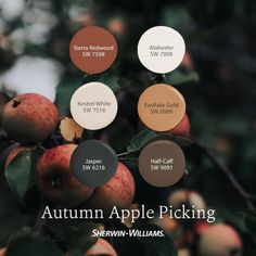 the autumn apple picking guide is displayed on an apple tree