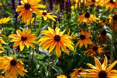 yellow and purple flowers are in the field