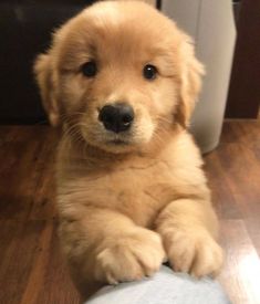 a brown puppy sitting on top of a wooden floor