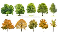 the different types of trees in autumn, fall and winter colors isolated on white background