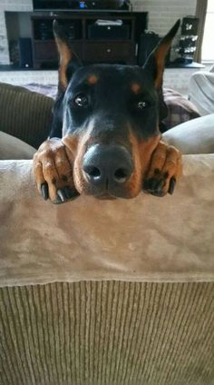 a black and brown dog laying on top of a couch