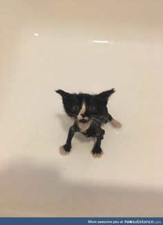 a small black and white kitten sitting in a bathtub with its paws hanging out