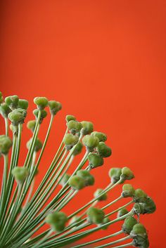 a bunch of small green flowers sitting on top of a red table next to an orange wall