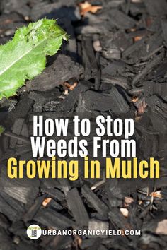 a green leaf on top of black mulch with the words how to stop weeds from growing in mulch