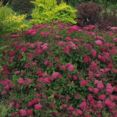 pink flowers are blooming in the garden