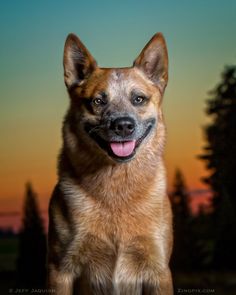 a dog is standing in front of a sunset with its tongue out and it's eyes wide open