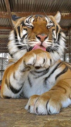 a large tiger laying on top of a wooden floor next to a caged area