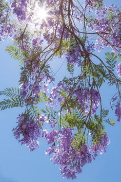 purple flowers are blooming on the branches of trees in front of a blue sky