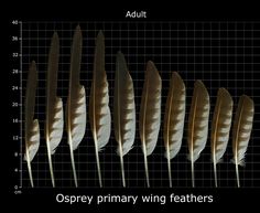 several different types of feathers are shown on a graph paper background with the words osprey primary wing feathers