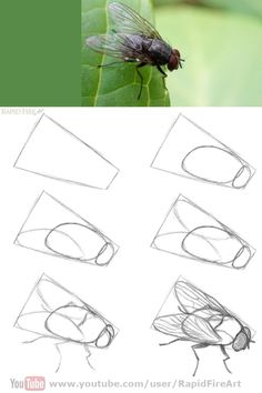 how to draw a fly on a leaf with the help of a pencil drawing technique