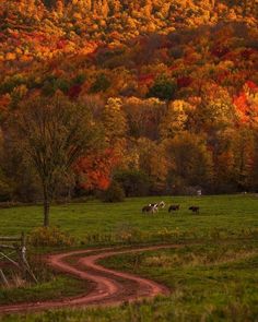 horses grazing in a field with trees and hills in the background