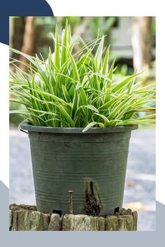 a potted plant sitting on top of a wooden stump