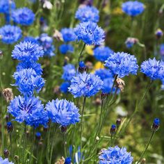 many blue flowers are growing in the grass