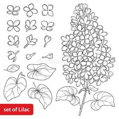 a set of lila flowers and leaves royalty illustration stock images for coloring on paper or fabric,