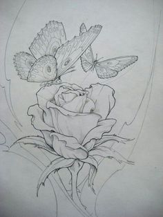 a drawing of two butterflies sitting on top of a rose