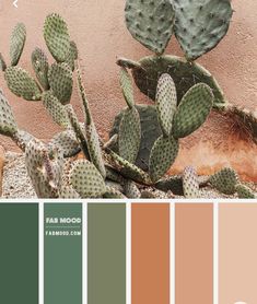 the color palette is green, brown and white with cactuses on it's side