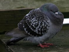 a pigeon sitting on top of a wooden bench