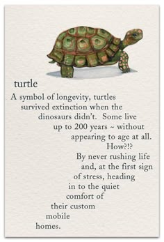 a card with an image of a turtle on it's back and the words turtles written