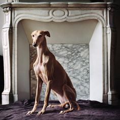 a brown dog sitting on top of a bed next to a fireplace