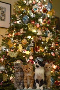 three cats sitting in front of a christmas tree with the words, not gon't