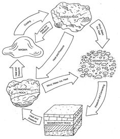 the life cycle of an animal is shown in black and white, with arrows pointing to different