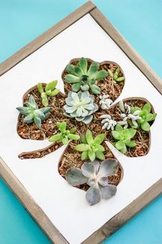 some succulents are in the shape of a four leafed clover