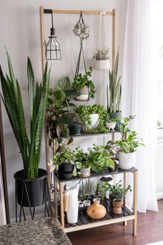 a shelf filled with potted plants next to a window