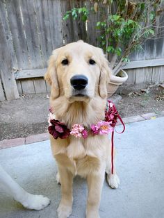 a golden retriever dog wearing a flower collar