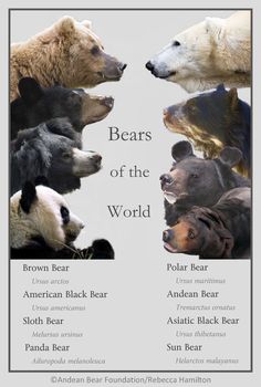 bears of the world greeting card with an image of two bears facing each other in front of them