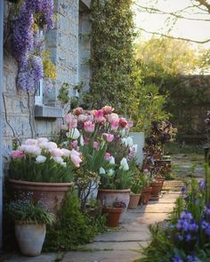 many potted flowers are lined up on the side of a stone building with purple and white flowers