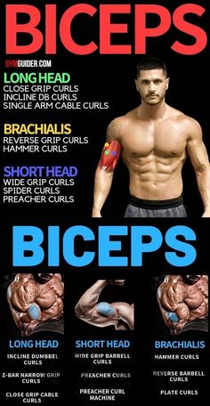 an advertisement for biceps shows the different muscles