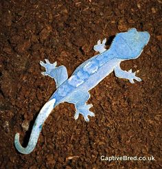 a blue and white lizard laying on top of the dirt in front of brown ground