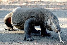 an iguana walking on the ground with it's foot in its mouth