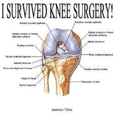 an image of a poster with the words i survived knee surgery