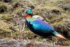 a colorful bird is sitting on the ground