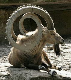 a ram sitting on top of a rock covered ground