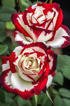 two red and white roses with green leaves