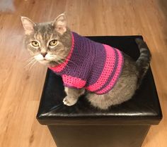 a cat wearing a sweater sitting on top of a stool